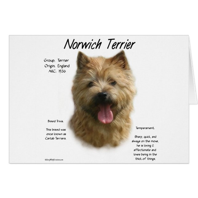 Norwich Terrier Geschiedenis Ontwerp (Voorkant Horizontaal)