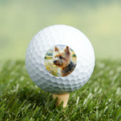 Norwich Terrier Golfballen (Insitu Shirt)