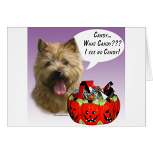 Norwich Terrier Halloween Snoep