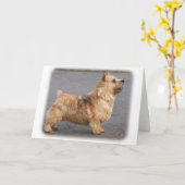 Norwich Terrier Kaart (Gele Bloem)