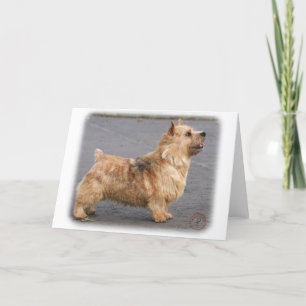 Norwich Terrier Kaart