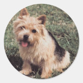 Norwich Terrier Sticker (Voorkant)