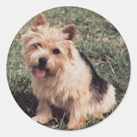 Norwich Terrier Sticker (Voorkant)