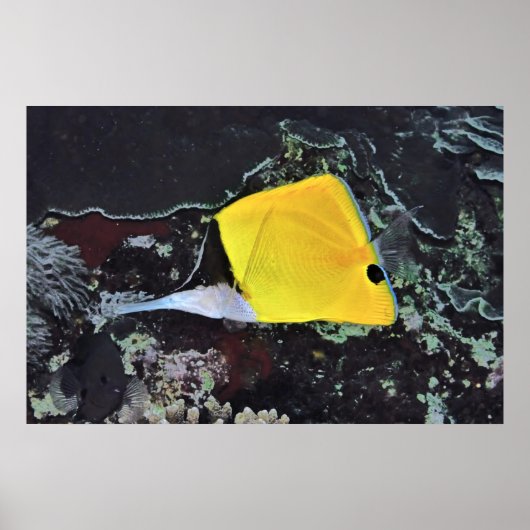 Nose Butterflyvis Poster (Voorkant)