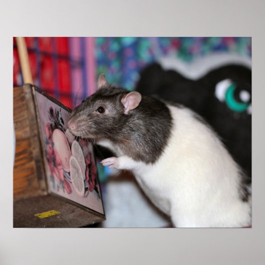 Nosey Poster (Voorkant)