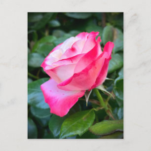 Nostalgie Roos Nostalgia Briefkaart