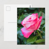 Nostalgie Roos Nostalgia Briefkaart (Voorkant / Achterkant)