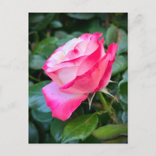 Nostalgie Roos Nostalgia Briefkaart (Voorkant)