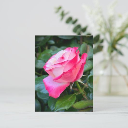 Nostalgie Roos Nostalgie Briefkaart (Staand voorkant)