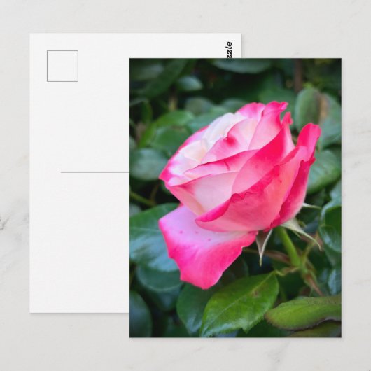 Nostalgie Roos Nostalgie Briefkaart (Voorkant / Achterkant)