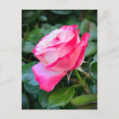 Nostalgie Roos Nostalgie Briefkaart (Voorkant)