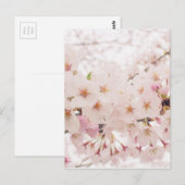 nostalgische sakura briefkaart (Voorkant / Achterkant)