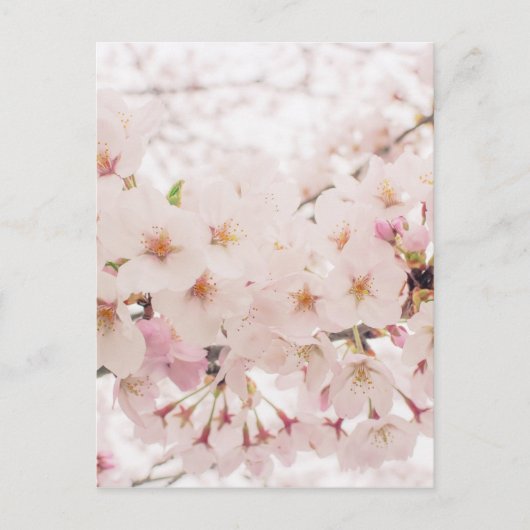 nostalgische sakura briefkaart (Voorkant)