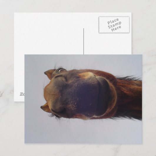 Nosy Briefkaart (Voorkant / Achterkant)