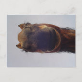 Nosy Briefkaart (Voorkant)