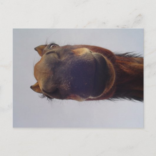 Nosy Briefkaart (Voorkant)