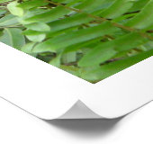 Nosy buren in Kalimantan Indonesië Poster (Hoek)