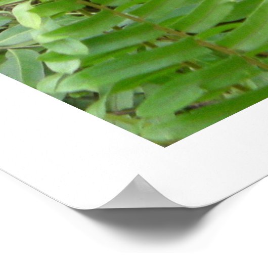 Nosy buren in Kalimantan Indonesië Poster (Hoek)