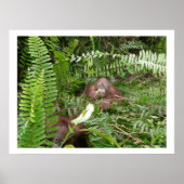 Nosy buren in Kalimantan Indonesië Poster (Voorkant)