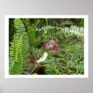 Nosy buren in Kalimantan Indonesië Poster