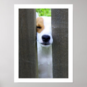 Nosy Buurwerker - Jack Russell Terrier Poster