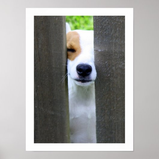 Nosy Buurwerker - Jack Russell Terrier Poster (Voorkant)