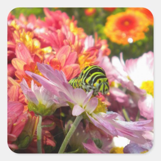 Nosy Caterstone Stickers (Voorkant)