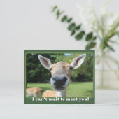 Nosy Deer kan niet wachten om je leraar te ontmoet Briefkaart (Staand voorkant)