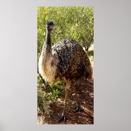 Nosy Emu Poster (Voorkant)