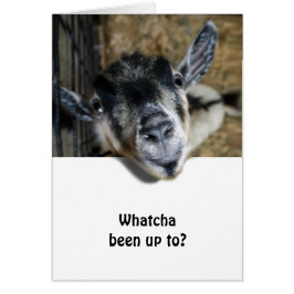 Nosy Goat die naar boven kijkt