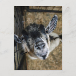 Nosy Goat die naar boven kijkt Briefkaart