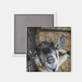Nosy Goat die naar boven kijkt Magneet (Voorkant / Achterkant)