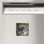 Nosy Goat die naar boven kijkt Magneet (Insitu (Vaatwasser))