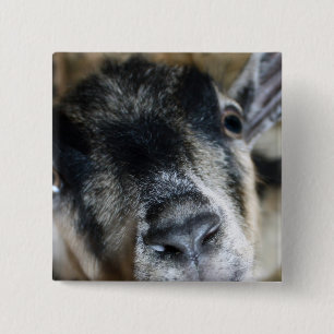 Nosy Goat die naar boven kijkt Vierkante Button 5,1 Cm