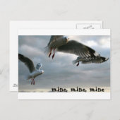 Nosy Gulls Briefkaart (Voorkant / Achterkant)