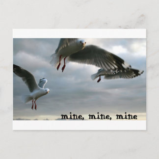 Nosy Gulls Briefkaart