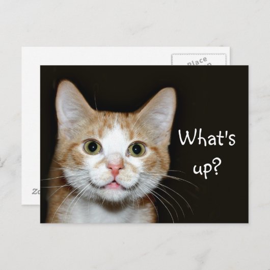 Nosy kat briefkaart (Voorkant / Achterkant)