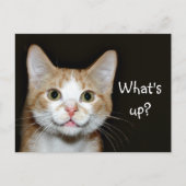 Nosy kat briefkaart (Voorkant)