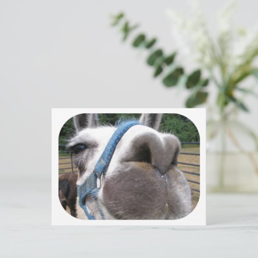 Nosy Llama Briefkaart (Staand voorkant)