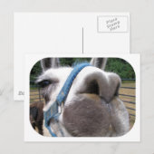 Nosy Llama Briefkaart (Voorkant / Achterkant)