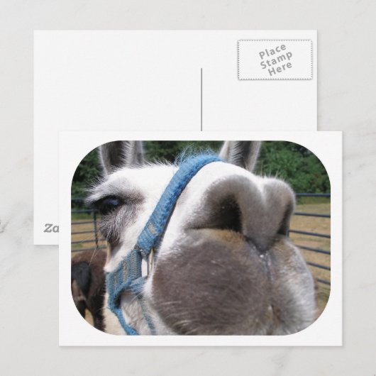 Nosy Llama Briefkaart (Voorkant / Achterkant)