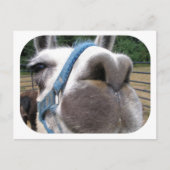 Nosy Llama Briefkaart (Voorkant)