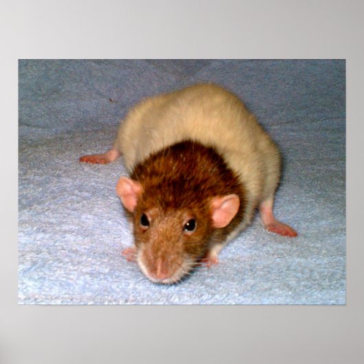 Nosy Rat Print (Voorkant)