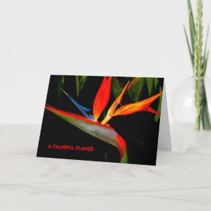 Nota Kaart Colorful Bird of Paradise