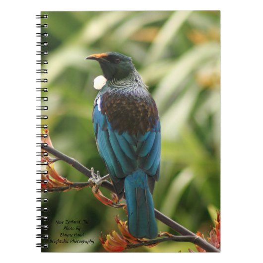 Note Book, New Zealand Tui Bird Notitieboek (Voorkant)