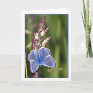 Note Card - Common Blue Male Butterfly - Polyommat Kaart