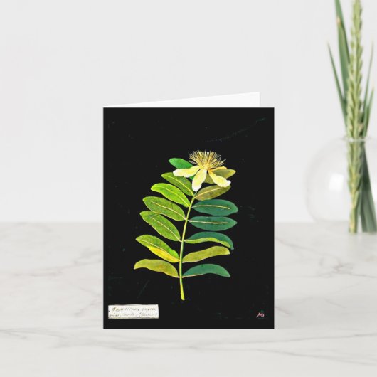 Notecard-Botanical Art-Mary Delany 12 Kaart (Voorkant)