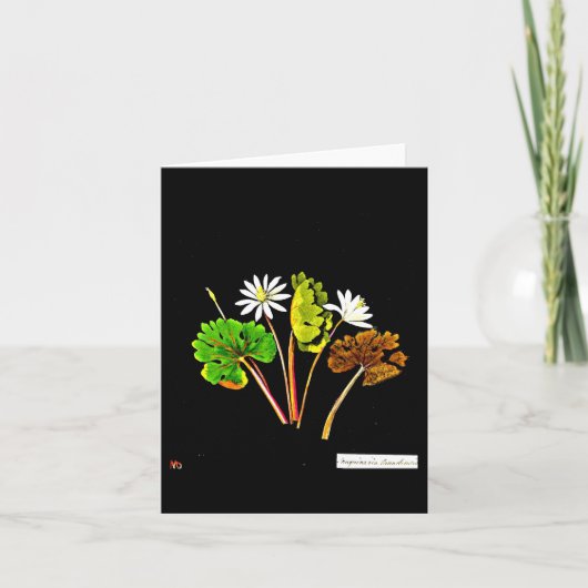 Notecard-Botanical Art-Mary Delany 13 Kaart (Voorkant)