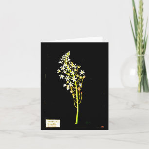Notecard-Botanical Art-Mary Delany 2 Kaart