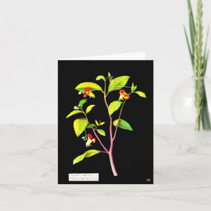 Notecard-Botanical Art-Mary Delany 7 Kaart